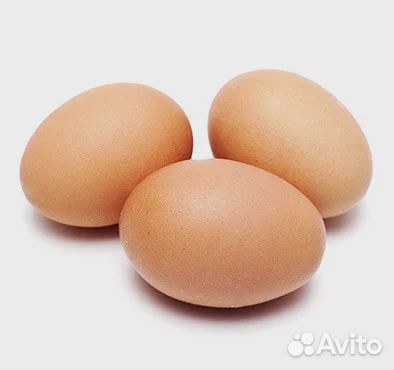 Инкубационное яйцо породистые кур и перепелов купить на Зозу.ру - фотография № 3