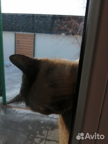 Кошка серая пушистая, ласковая купить на Зозу.ру - фотография № 9