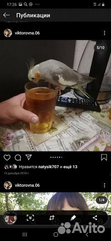 Попугай корелла купить на Зозу.ру - фотография № 3