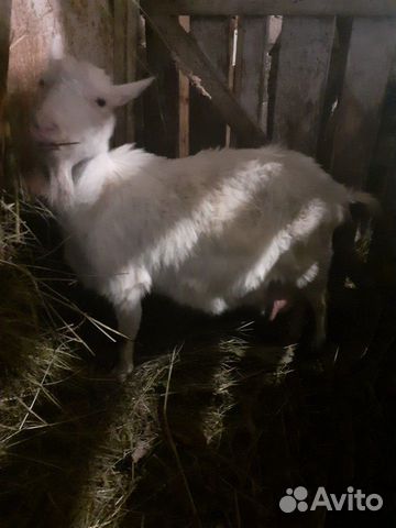 Продам козу в придачу козлята купить на Зозу.ру - фотография № 4