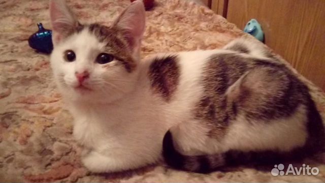 Отдадим 6-ти месячную кошечку в хорошие руки