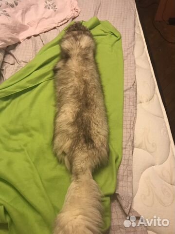 Шкура песца Шкура песца