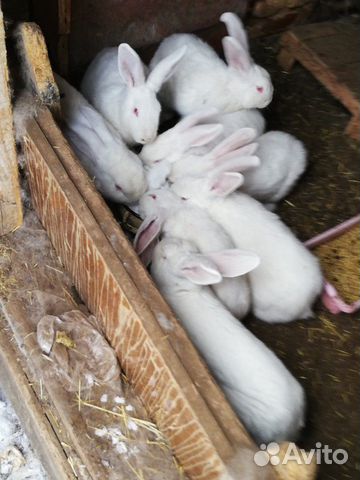 Продам кролов купить на Зозу.ру - фотография № 2