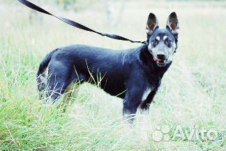 Отдается собака Макс в добрые руки купить на Зозу.ру - фотография № 9