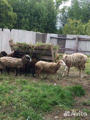 Овцы,ягнята,баран купить на Зозу.ру - фотография № 1