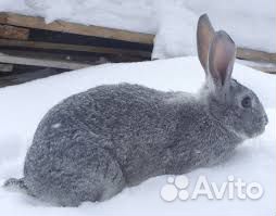 Кролики шиншиллы самки годовалые купить на Зозу.ру - фотография № 1