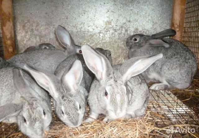 Продам кроликов, мясной породы купить на Зозу.ру - фотография № 1