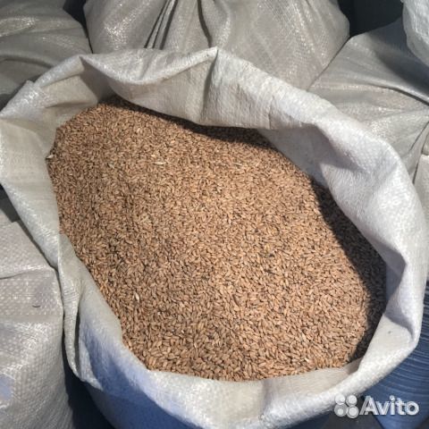 Пшеница. доставка купить на Зозу.ру - фотография № 1