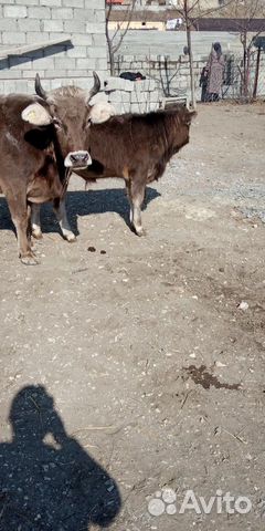 Корова 55000 и бычок40000 порода шведская бартер н купить на Зозу.ру - фотография № 5