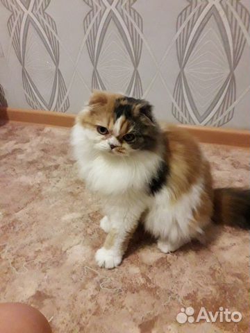 Продам породистую кошку купить на Зозу.ру - фотография № 1