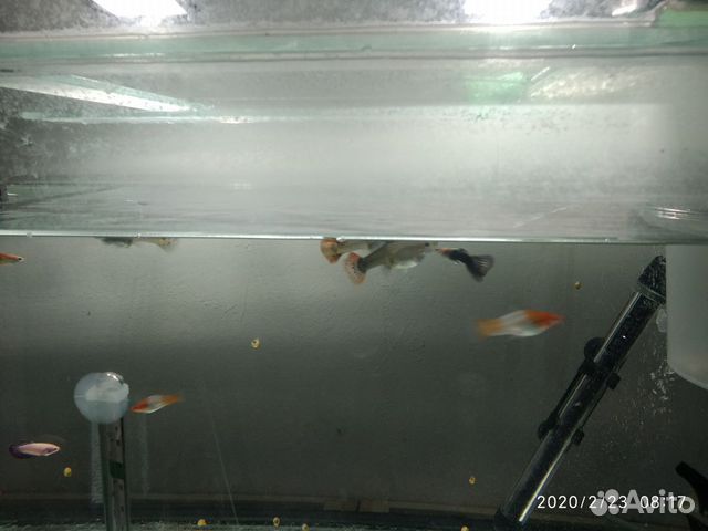 Аквариум, аквариумные рыбки бартер купить на Зозу.ру - фотография № 4