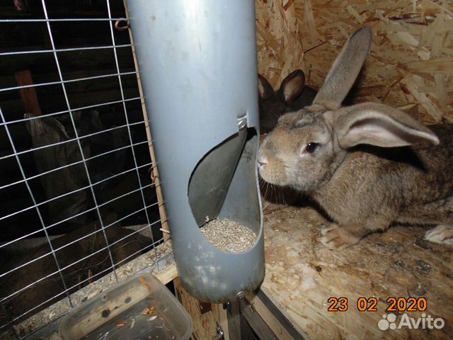 Кормушка бункерная для кроликов купить на Зозу.ру - фотография № 2