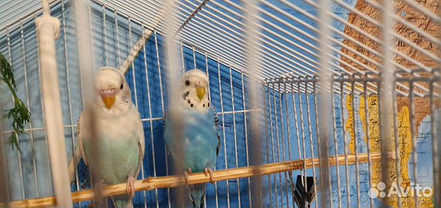 Попугаи с клеткой (мальчик Альбинос и девочка) купить на Зозу.ру - фотография № 1