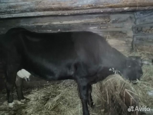 Продам корову вместе с теленком купить на Зозу.ру - фотография № 3
