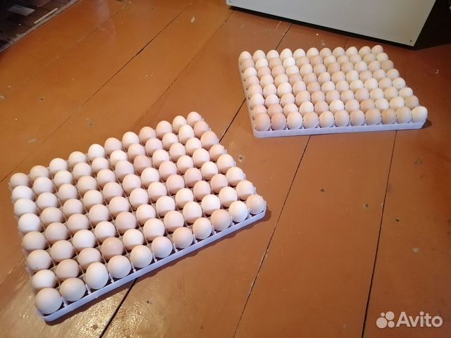 Цыплята, бройлеры суточные, инкубационные яйца купить на Зозу.ру - фотография № 3