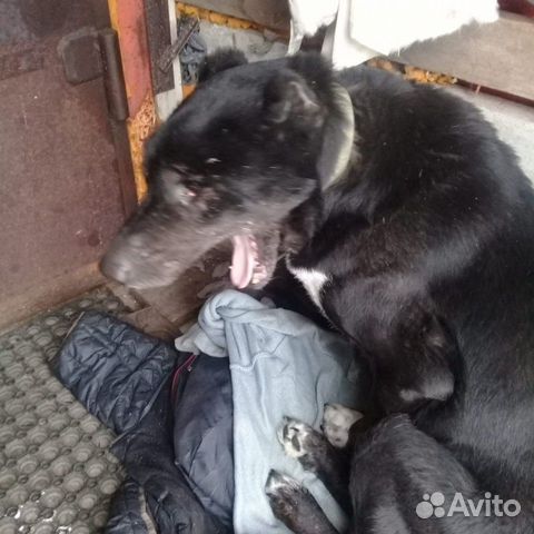Пропала Собака купить на Зозу.ру - фотография № 2
