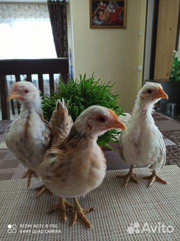 Цыпленок купить на Зозу.ру - фотография № 1