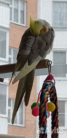 Птенец попугая Корелла - мальчик купить на Зозу.ру - фотография № 9