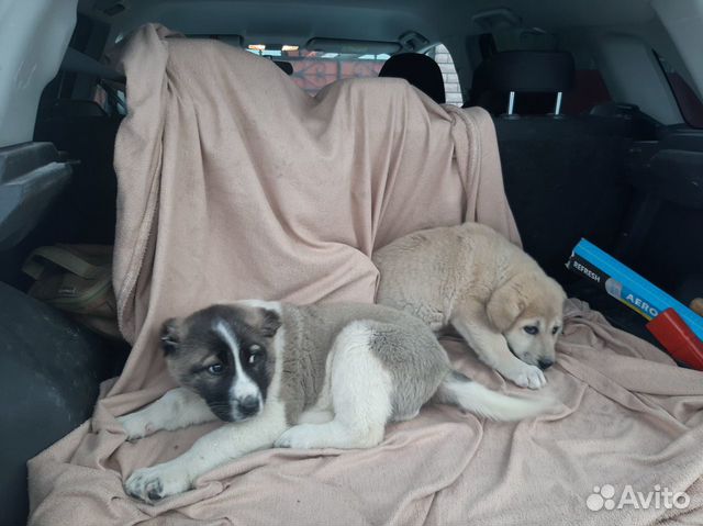 Нашлись два маленьких щенка купить на Зозу.ру - фотография № 2
