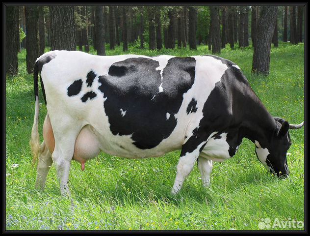 Продам дойную корову купить на Зозу.ру - фотография № 1