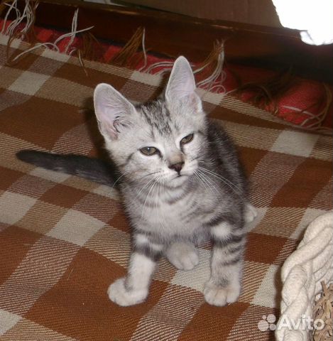 Воспитанные котята от кошки-мышеловки купить на Зозу.ру - фотография № 3