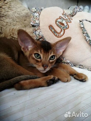 Абиссинская