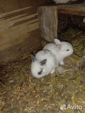 Кролики декаративные купить на Зозу.ру - фотография № 1