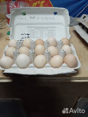 Инкубационное яйцо купить на Зозу.ру - фотография № 4