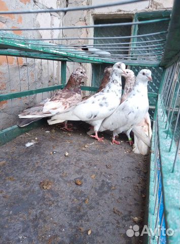 Продам бакинских голубей купить на Зозу.ру - фотография № 3