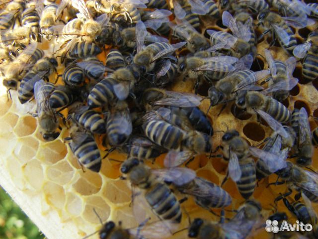 Пчелопакеты украина купить на Зозу.ру - фотография № 1