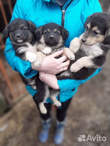 Puppies from small dogs in good hands