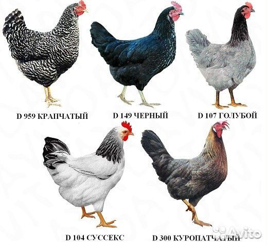 Цыплята доминант подрощеные от 30 дней купить на Зозу.ру - фотография № 2