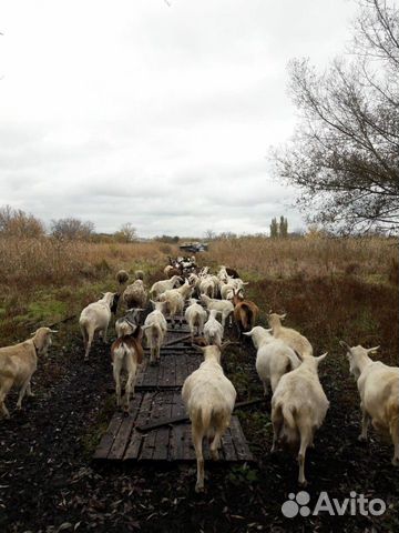 Дойная порода коз купить на Зозу.ру - фотография № 1