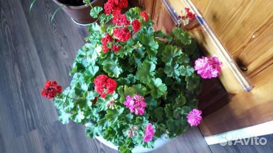 Пеларгония герань