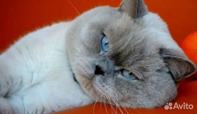 Шотландский кот вязка купить на Зозу.ру - фотография № 1