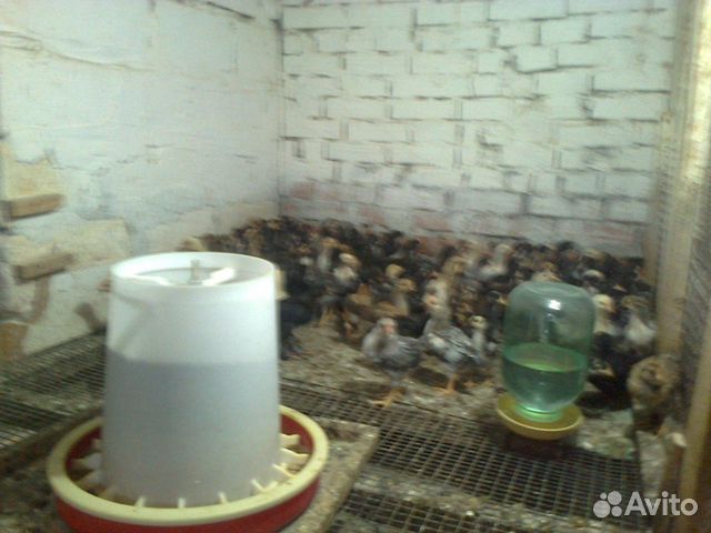Цыплята 59 дней купить на Зозу.ру - фотография № 3