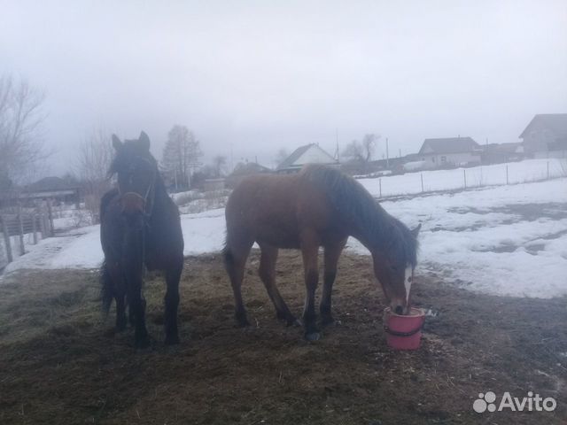 Продам лошадь и жеребёнка купить на Зозу.ру - фотография № 5