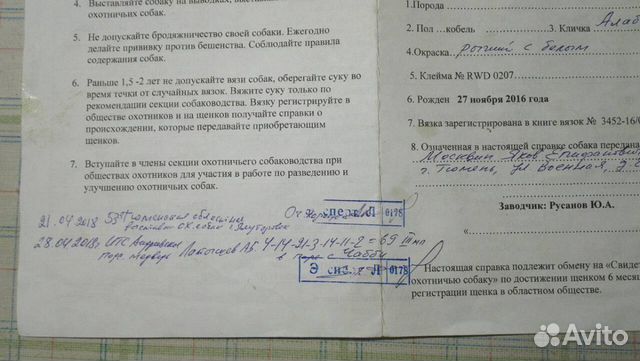 Продам щенков Зсл с документами купить на Зозу.ру - фотография № 9
