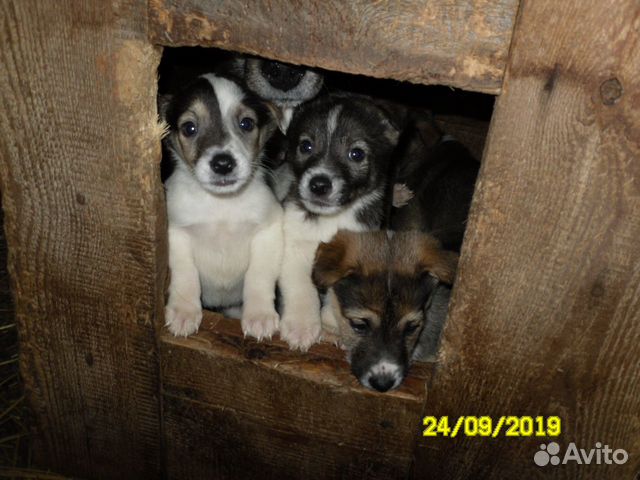 Щенки лайки от рабочих собак купить на Зозу.ру - фотография № 2