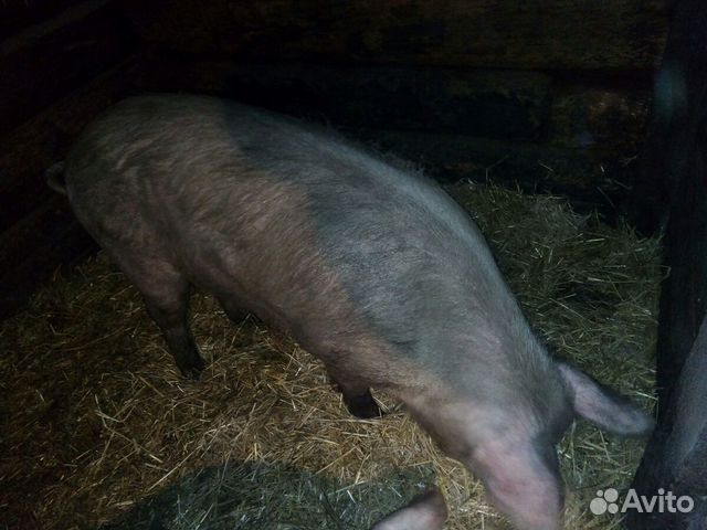 Стадо свиней купить на Зозу.ру - фотография № 3