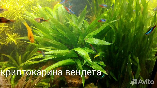 Набор аквариумных растений купить на Зозу.ру - фотография № 5