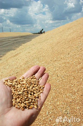 Обменяю зерно на гусей индоуток или продам купить на Зозу.ру - фотография № 1