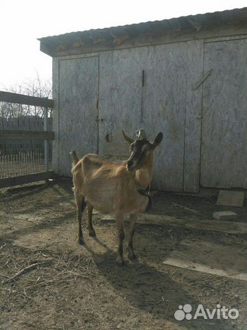 Коза дойная (альпийская) купить на Зозу.ру - фотография № 2