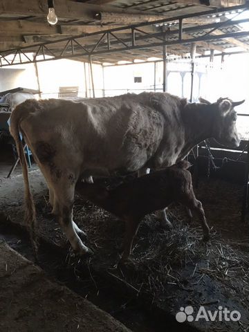 Корова с телком купить на Зозу.ру - фотография № 2