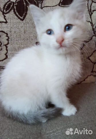 Маленькая красавица-кошка (в роду сиам и русская б купить на Зозу.ру - фотография № 4