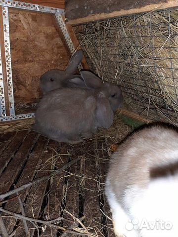 Кролики Французский баран купить на Зозу.ру - фотография № 2