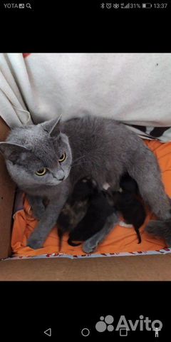 Котята от британской мамы купить на Зозу.ру - фотография № 1