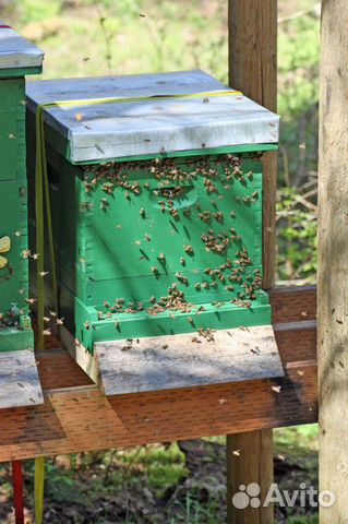 10 семей пчелы среднерусской с ульями купить на Зозу.ру - фотография № 1