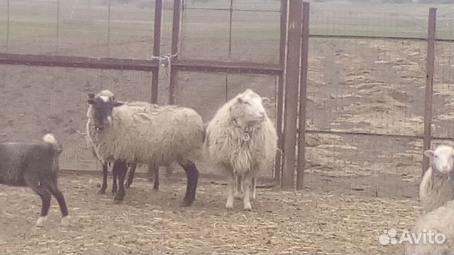 Продам овец и баранов купить на Зозу.ру - фотография № 2