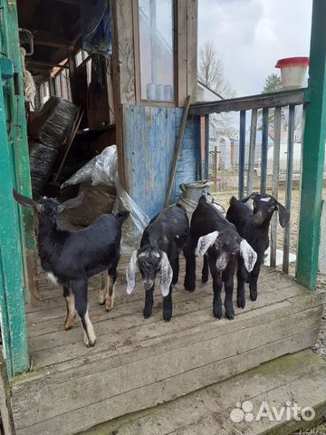 Нубийские козлята купить на Зозу.ру - фотография № 3